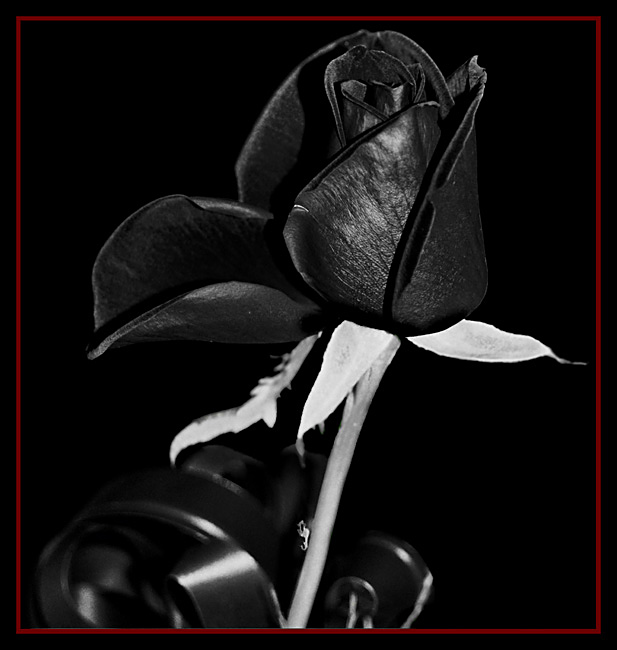 photo "Blak Rose" tags: macro and close-up, nature, flowers