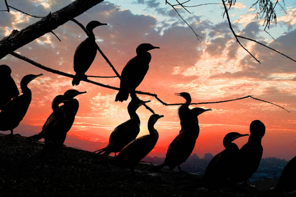 фото "Anhinguas at Sunset" метки: природа, фотомонтаж, 