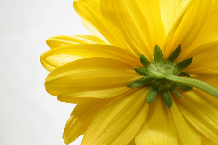 photo "Flower" tags: nature, flowers