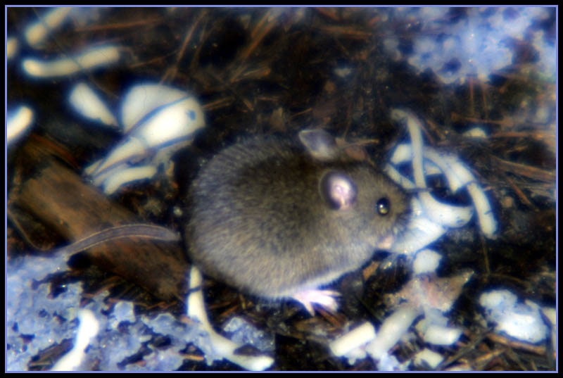 photo "The mouse" tags: nature, portrait, wild animals
