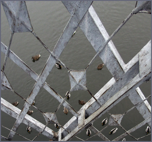 photo "Ducks" tags: nature, 