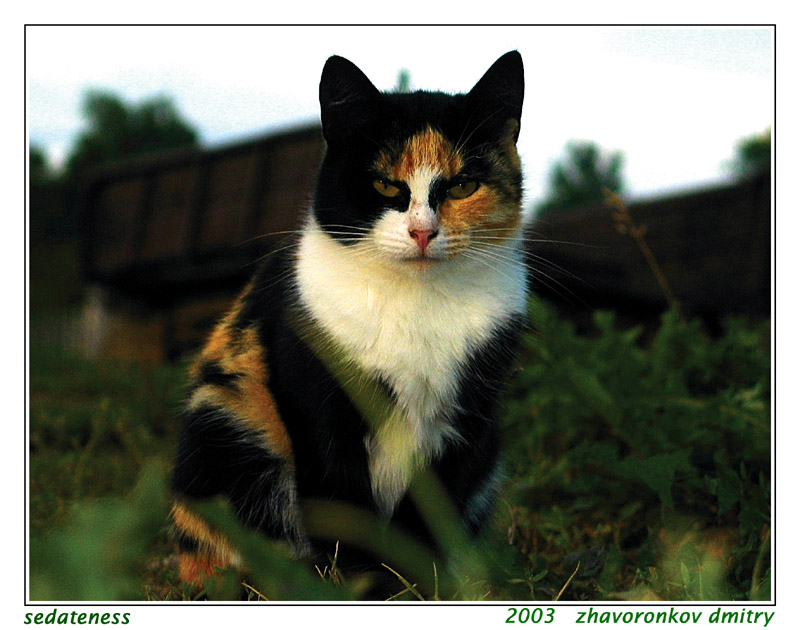 photo "sedateness" tags: nature, montage, pets/farm animals