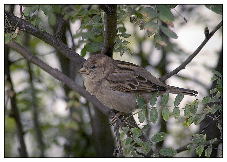 photo "Simply vorobyshek" tags: nature, wild animals