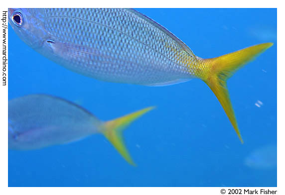 photo "Fast Fishes" tags: underwater, nature, wild animals