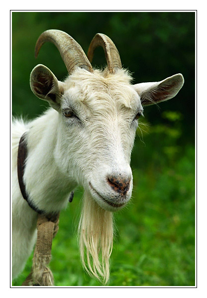 photo "Goat" tags: portrait, nature, pets/farm animals