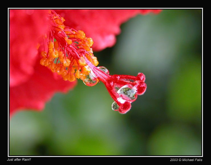 photo "Just After Rain" tags: macro and close-up, nature, flowers