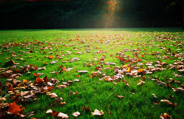 фото "autumn leaf" метки: пейзаж, осень