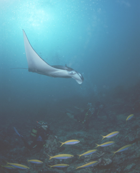 photo "manta" tags: underwater, 