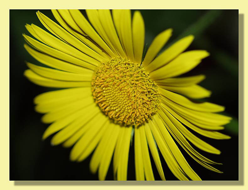 фото "Солнышко..." метки: природа, макро и крупный план, цветы