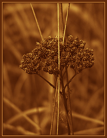 photo "Glitter" tags: macro and close-up, nature, flowers