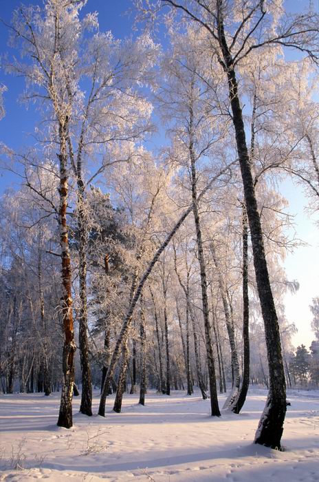 фото "Морозные кружева" метки: пейзаж, зима