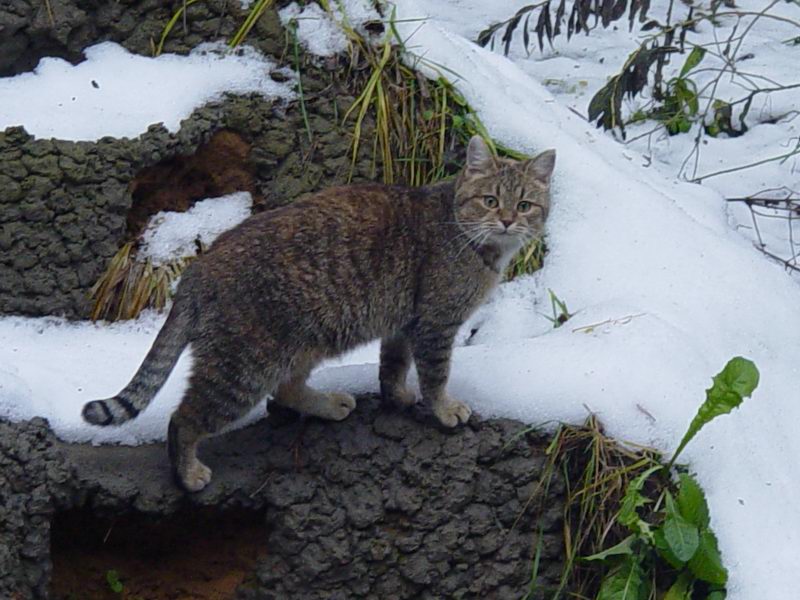 photo "Snow Barsik" tags: nature, genre, pets/farm animals