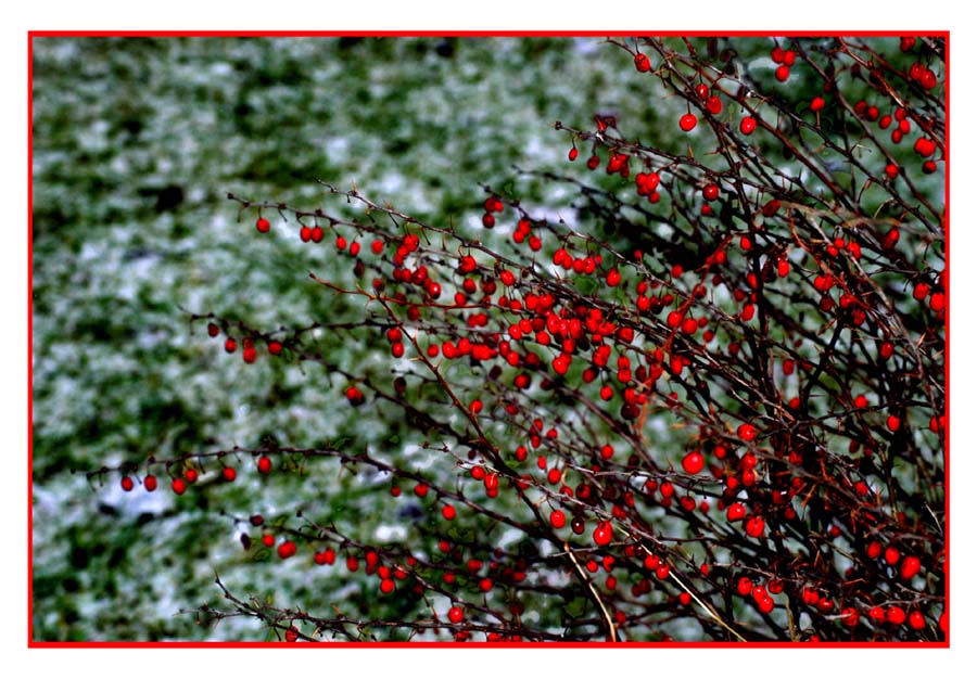 photo "Scarlet drops" tags: landscape, 