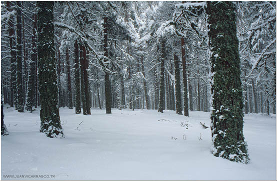 photo "Inside forest" tags: landscape, forest, winter