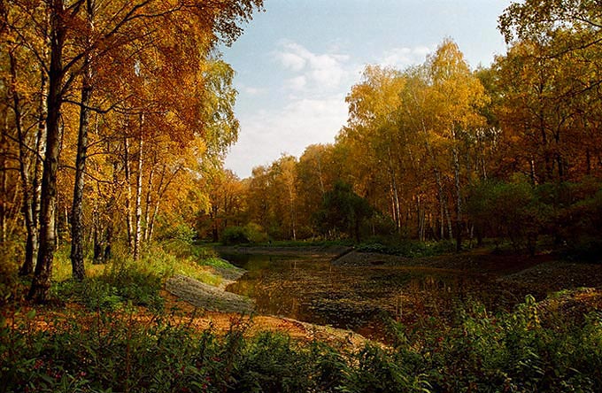 фото "Краски осени..." метки: пейзаж, лес, осень