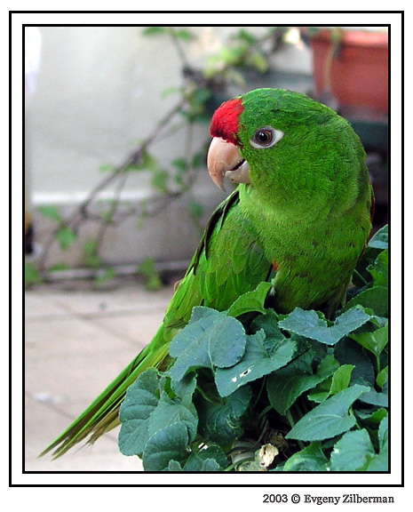 photo "Parrot" tags: nature, wild animals