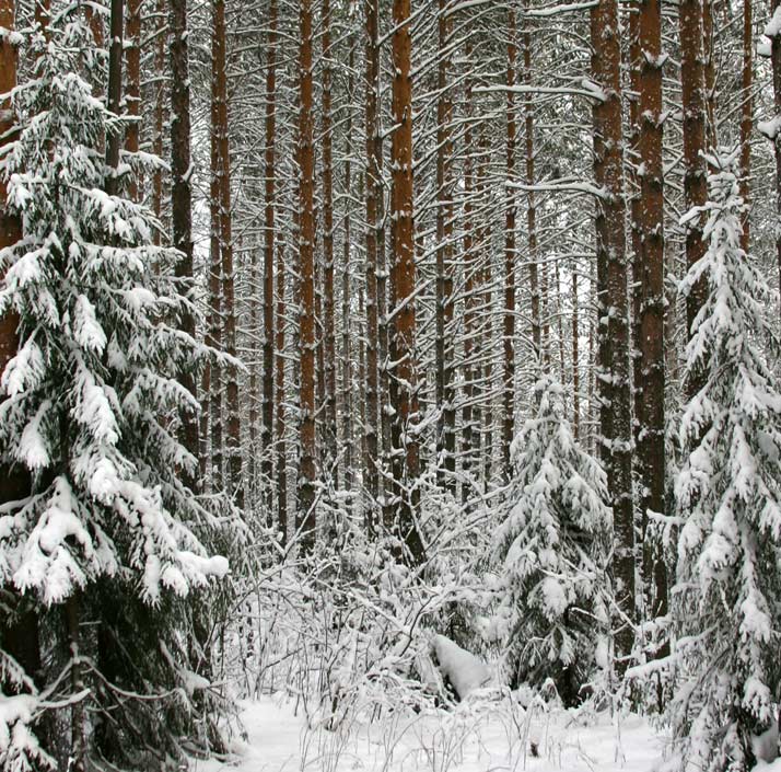 фото "Зимняя паутина" метки: пейзаж, зима, лес