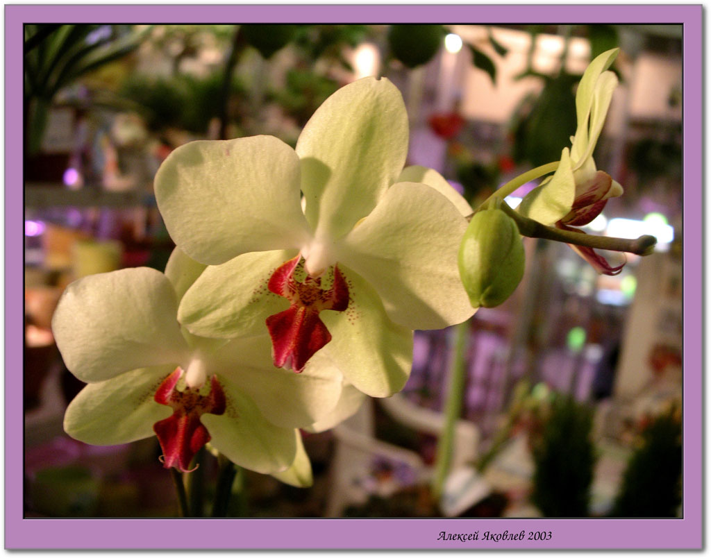 photo "Orchid" tags: nature, flowers