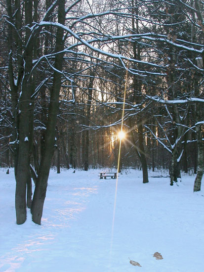 фото "Зимний парк" метки: пейзаж, зима, лес