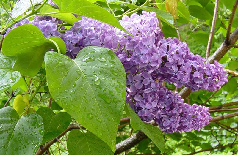 photo "After the rain" tags: nature, landscape, flowers, spring