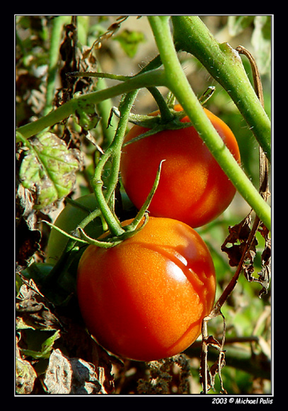 photo "Ready to be collected!!" tags: still life, nature, flowers