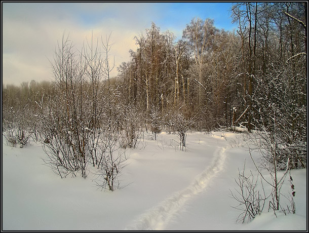photo "Winter." tags: landscape, forest, winter