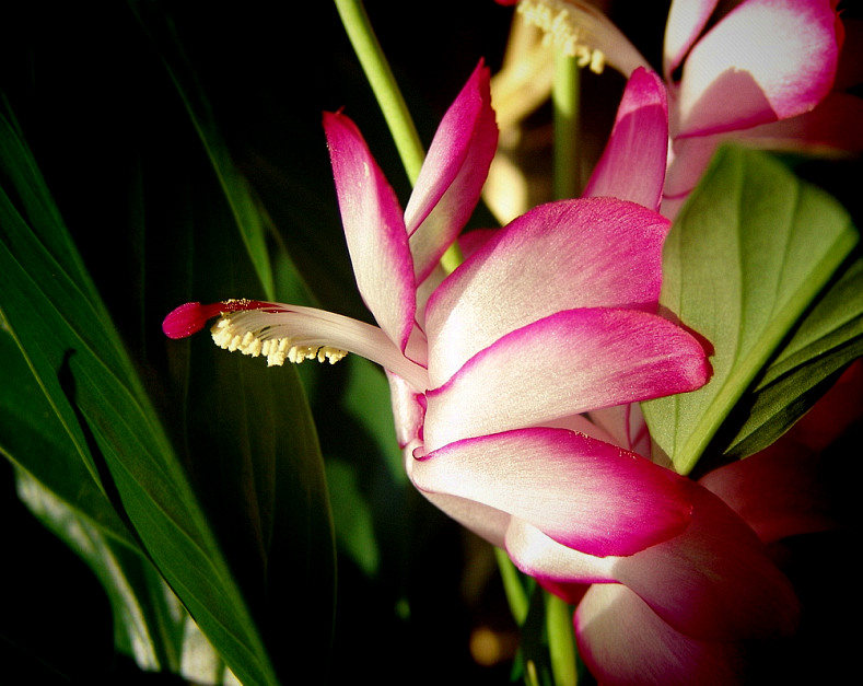 photo "*****" tags: nature, macro and close-up, flowers