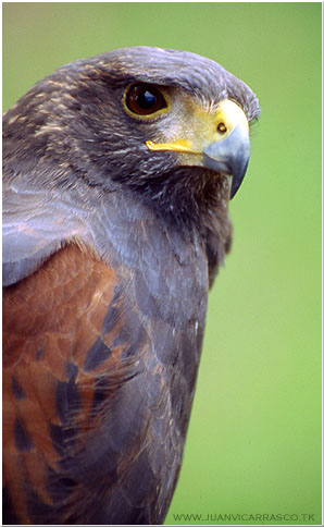 photo "Harris`s hawk portrait" tags: portrait, nature, wild animals