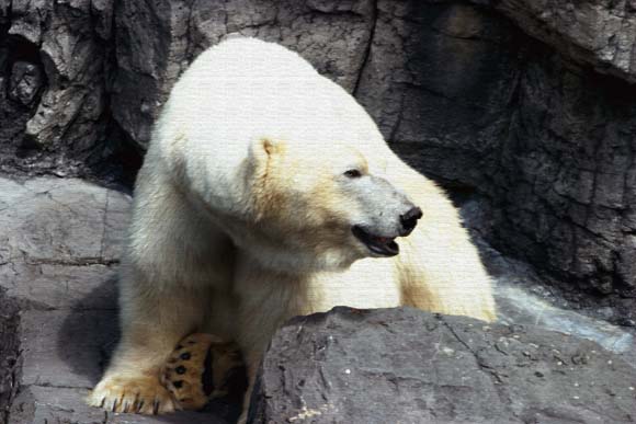 photo "Polar Bear" tags: nature, wild animals