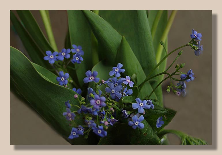 photo "Forget-me-not..." tags: nature, still life, flowers