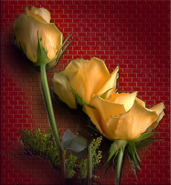 фото "Yellow Roses" метки: природа, фотомонтаж, цветы
