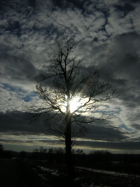 photo "The tree" tags: landscape, 