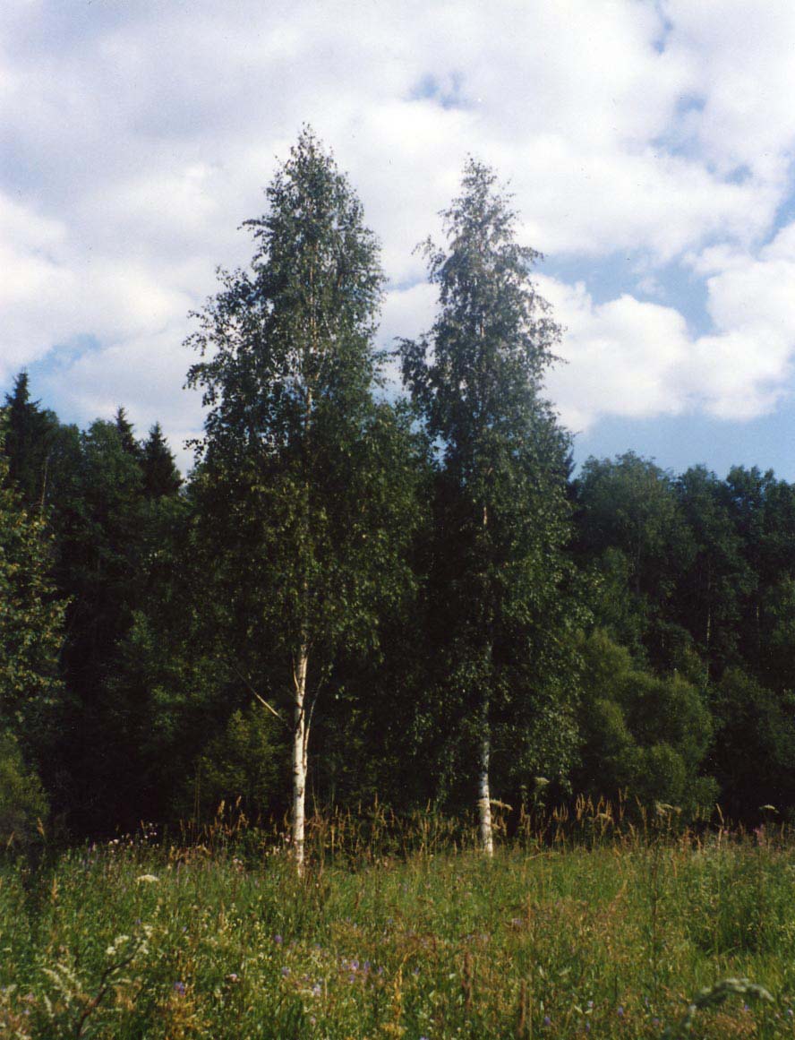 photo "Berezki" tags: landscape, forest, summer