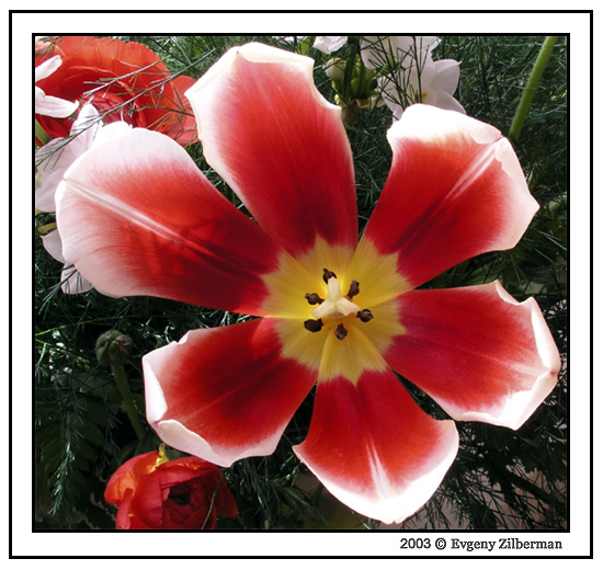 photo "Tulip" tags: nature, macro and close-up, flowers