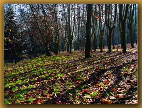 photo "Arboleda" tags: landscape, autumn
