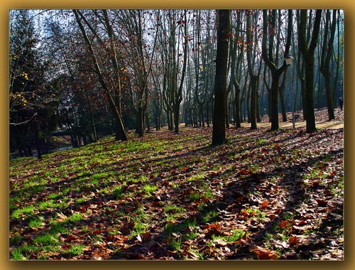 фото "Arboleda" метки: пейзаж, осень