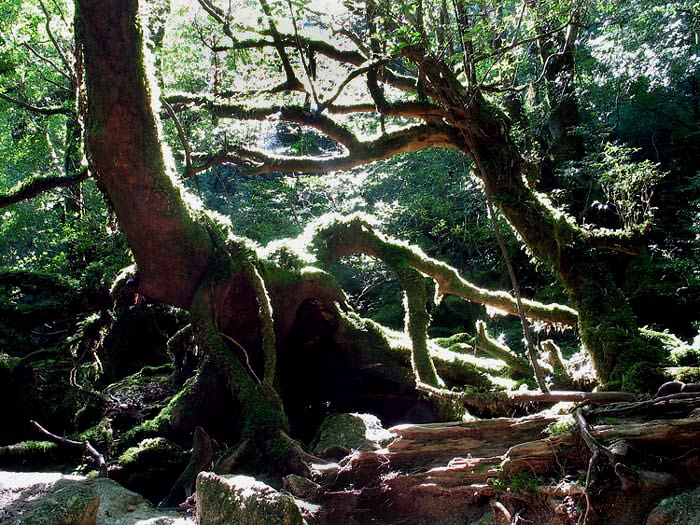 photo "Enchanted Forest" tags: landscape, travel, Asia, forest