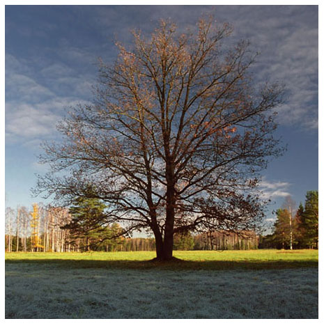 фото "Одинокое дерево" метки: пейзаж, лес, осень