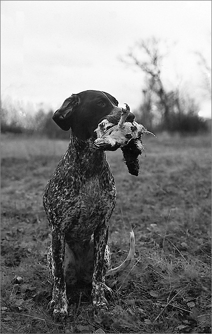 фото "GSP - German Shorthaired Pointer" метки: природа, черно-белые, домашние животные