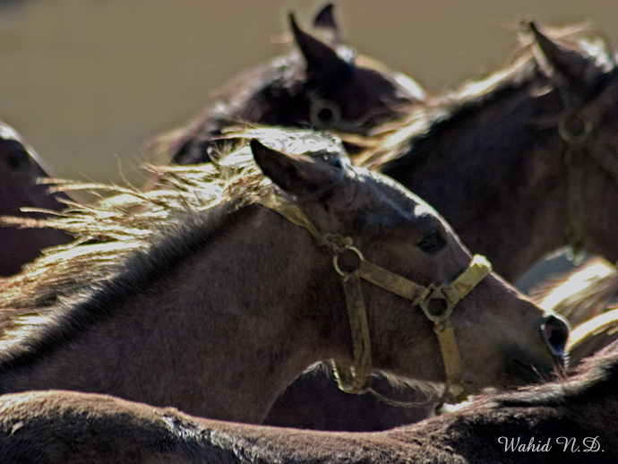 photo "Unleashed#2" tags: nature, wild animals