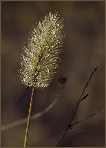 photo "Remains of Rain" tags: nature, macro and close-up, flowers