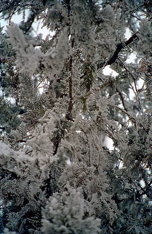 photo "Winter ornaments ..." tags: nature, misc., flowers