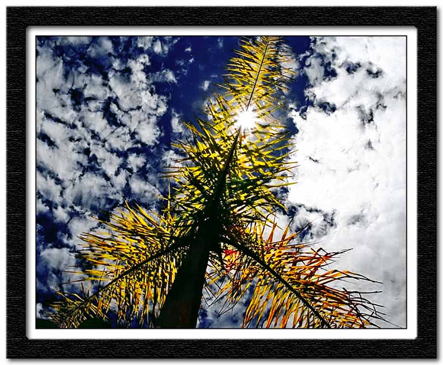 photo "Coqueirinho" tags: nature, landscape, flowers, summer