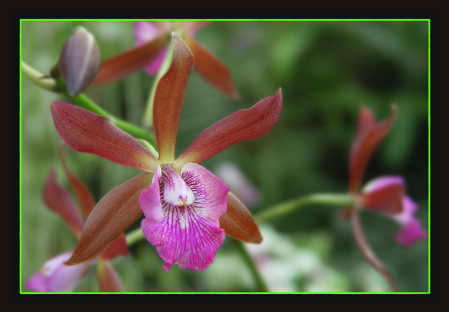 фото "Orchidee" метки: природа, макро и крупный план, цветы