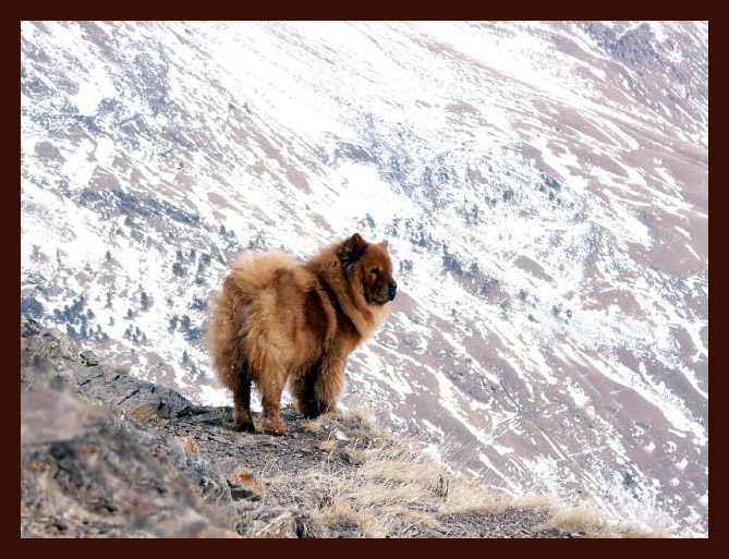 photo "Master of mountain" tags: landscape, nature, mountains, pets/farm animals