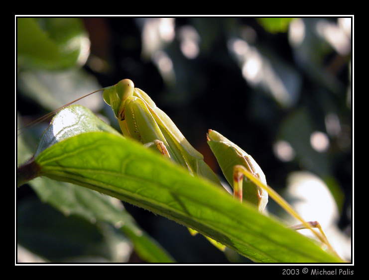 photo "Resting on the leaf!!" tags: macro and close-up, nature, insect