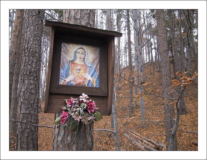 photo "Blessed Woods" tags: landscape, forest, winter