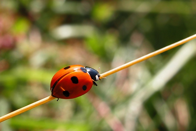 photo "The rope-walker" tags: nature, insect