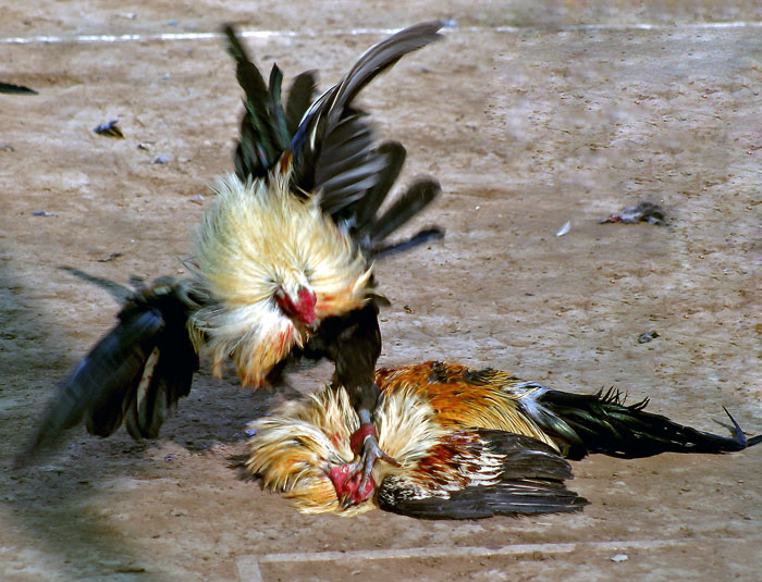 photo "Out for the Kill" tags: travel, nature, North America, pets/farm animals