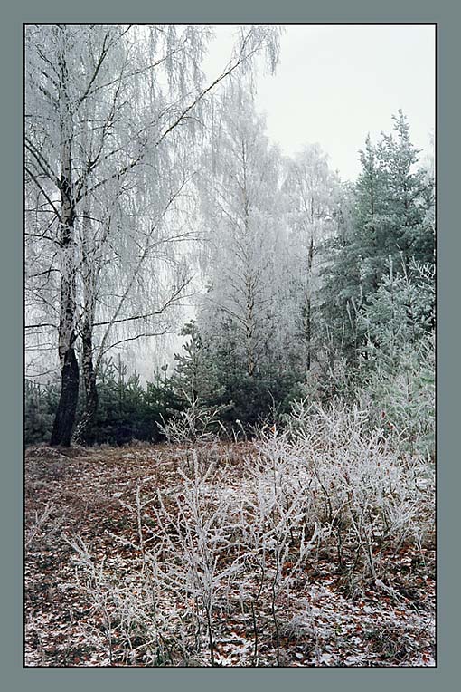 photo "First frost" tags: nature, landscape, forest
